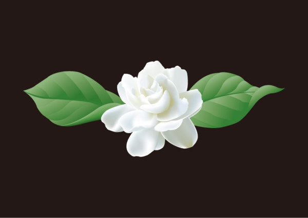 矢量茉莉花（原创）