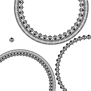 圆形蕾丝边矢量素材