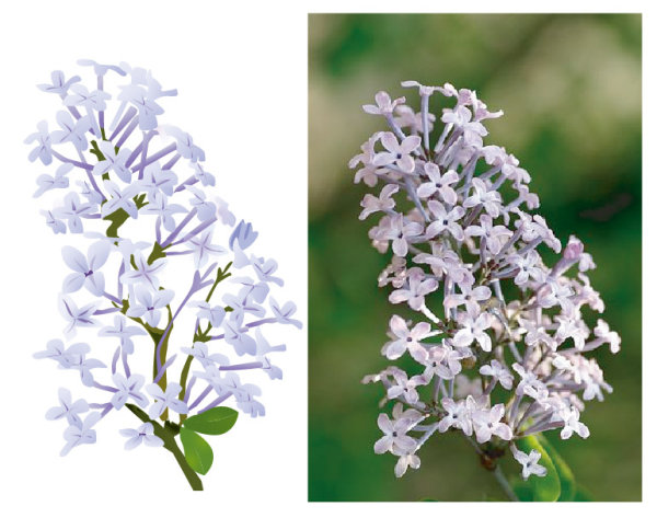 丁香花矢量（自己绘制）