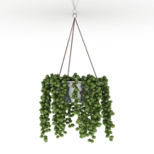 delicate spider 3D models