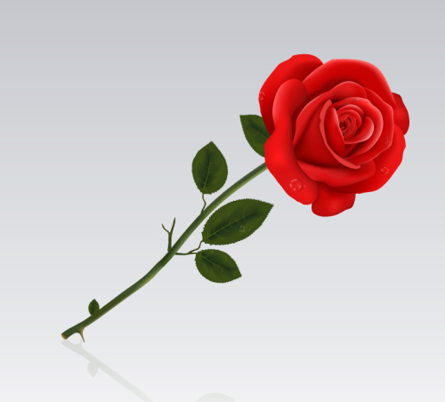 Single red roses vector material