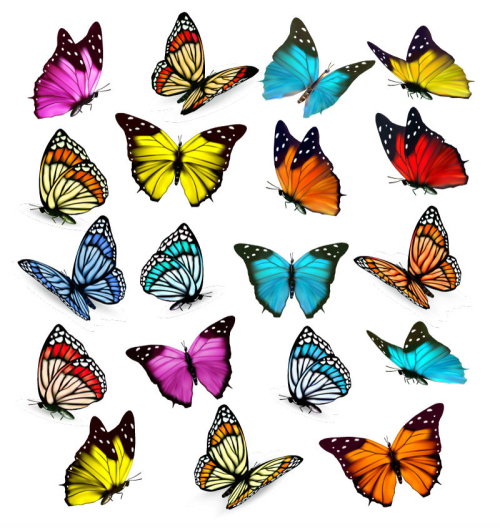 19 models of color butterfly vector material